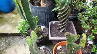 Cactos grandes...troca de vaso