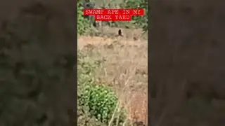 SWAMP APE! Filmed eating a animal!