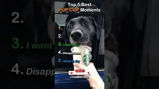 Ranking Dog's MOOD To Pup Cup 🐕😂 #dogs #viralshorts #ranking #pupcup