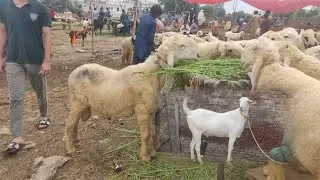 Dasichtray makhi channay bakray amberisari bakray rajinpuri bakray shahpur kanjra 