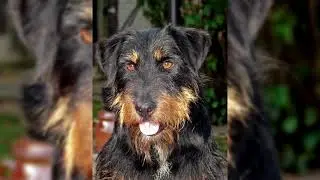 Terrier alemán o Jagdterrier. Pros y contras, precio, Cómo elegir, hechos, cuidado, historia