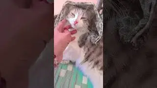 meow masti my channel please subscribe #funny video #cat