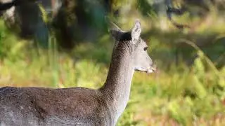 Fallow Deer - Warning call