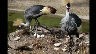 Grey crowned crane    Descriptions, Characteristics and Facts!