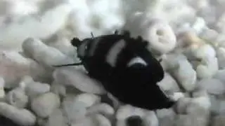 Cyp.asellus