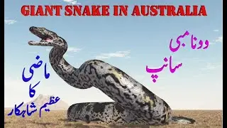 Wonambi Snake| Giant snake in Australia| World's biggest snake| Why Wonambi snakes gone extinct.