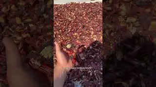 Как получают паприку