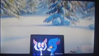 Nicholas (Me) (Tiger) And Aqua (Lioness) Playing The Snow