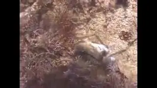 &copy; Фауна Черного моря. Каменный краб (Eriphia verrucosa) - 02 // Video Dr.  Oleg Kovtun