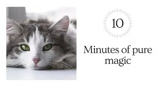 Relax with Cats