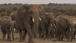 Mashatu Game Reserve - The Four Unique Camps