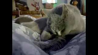 British Blue Leo using his Mum as a bathmat #britishbluecat #britishshorthair #bluecat #cat