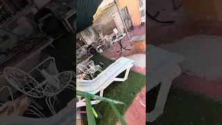 Miguel terminado la muda buchón valenciano morfolojia vuelo y trabajo #palomosbuchones 