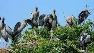 A Peaceful Bird Sanctuary Celebrating Nature  Wild Life Hiding What You Want To See