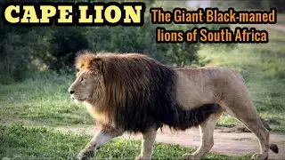 Cape lion: Extinct lion population in South Africa