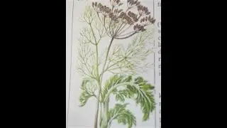 All about different types of Fennel, plus growing Fennel and how to make Fennel Tea.