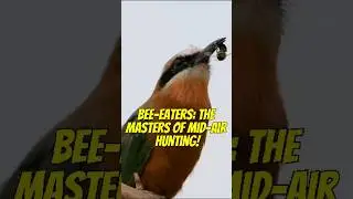 Did you know that bee-eaters are expert aerial hunters? | #bee-eater #bee #shorts #viral #trending