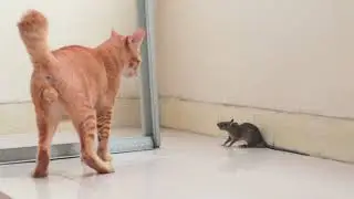 kucing mainan tikus