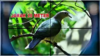 HUNTING PERGAM JARAK 10 METER || UKLIK CANON 808