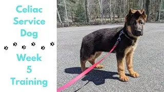 Celiac Service Dog Training Week 5 | German Shepherd Puppy
