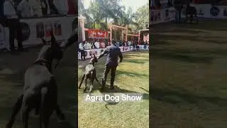 Dog Show Agra 3 (Great Dane) #viral #shorts #greatdane #dogshow