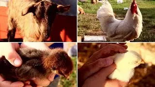 Greek Countryside | My Parents' Little Farm | Baby Goats | Chicken | Slow Living Silent Vlog