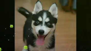 Meet Allison Storm, A Beautiful Blue Eyed Pomsky