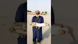 5KG Fish from MANGLA DAM | FISHING FEAST