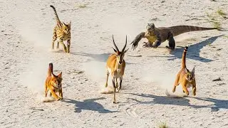 Wild Animal Hunting Chases &mdash; Rare Predators in Action (4K Ultra HD)