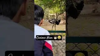 Hungry Ostrich 🦃, Curious Hian🧒🏻😂 #cute #zoo #experience #animals #facts #funny  #hianarora #ostrich