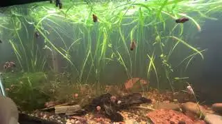 First Video! My Pygmy Sunfish and Least Killifish low tech tank.
