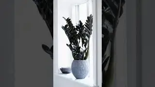 🖤 Black ZZ Plant | Raven ZZ Stylish Indoor Plant 🌿#zzplant #indoorplants #shorts #viral