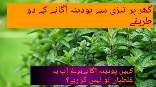 Two Methods of fast growing Mint at home|water and Root Technique