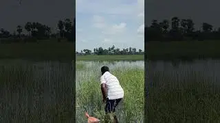 Big size snakehead fishing #ganeshvlogger143 #fish