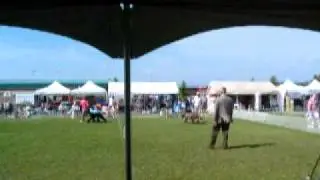 Elevyn Kenny Kennel and Obedience Club: 12 - 18 Month Afghan Hound