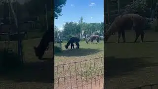 #animales #granjafamiliar #granjafamiliar