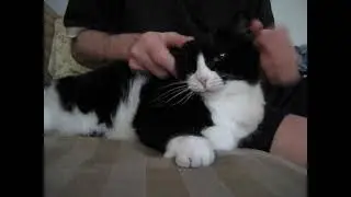 🥇Fluffy furry Cat loves a chin massage and looks at me with loving eyes & knocks down camera !😻👈👀