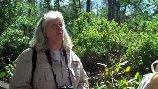 Everglades' Native Flora