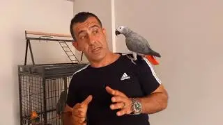 Jako papağan besleme ve büyütme