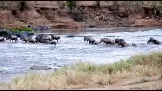 Great Migration - Wildebeasts crossing the Mara River while crocodiles wait