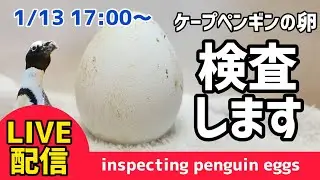 【LIVE配信】ペンギンの卵を検卵します！【劇団ペンターズ】＃ペンギン #雛鳥 #動物