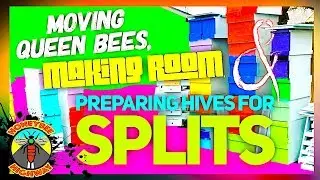 Moving Queen Bees, Making Room, & Preparing Hives For Splits