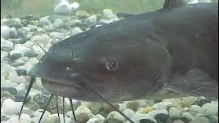 Yegua creek Somerville Tx, cat fishing