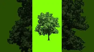 Trees Green Screen 3D 1 #shorts