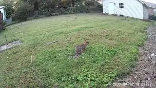 Mother rabbit done feeding the babies and covering the nest
