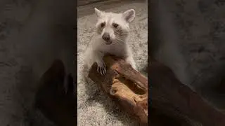 Life with the littles 🤍 We hope your Monday is starting off well! #raccoon #blonderaccoon #pets