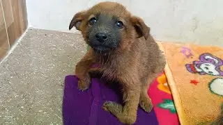 Three puppies rescued with severe rickets were given a fresh lease on life.