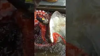 GIANT ANGRY Octopus ATTACKS Halibut #shorts #fishing #octopus