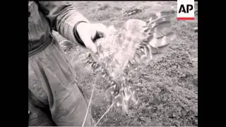 FINE FEATHERS MAKE FINE BIRD-SCARERS