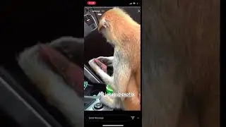 Viral monkeys in Detroit caught stealing weed from corvette @ Video Shoot